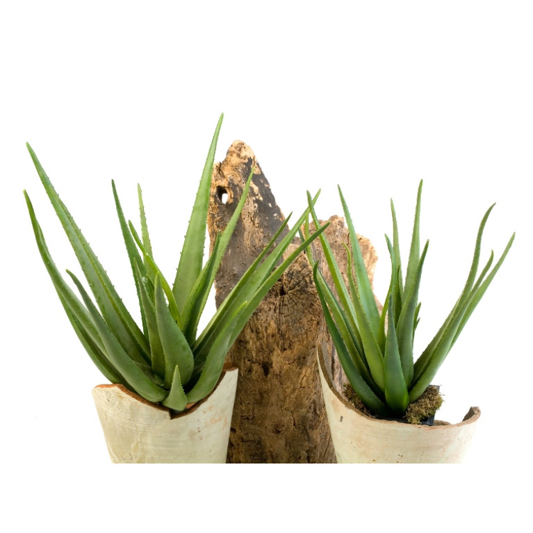 Aloë Planten 70 cm en 55 cm