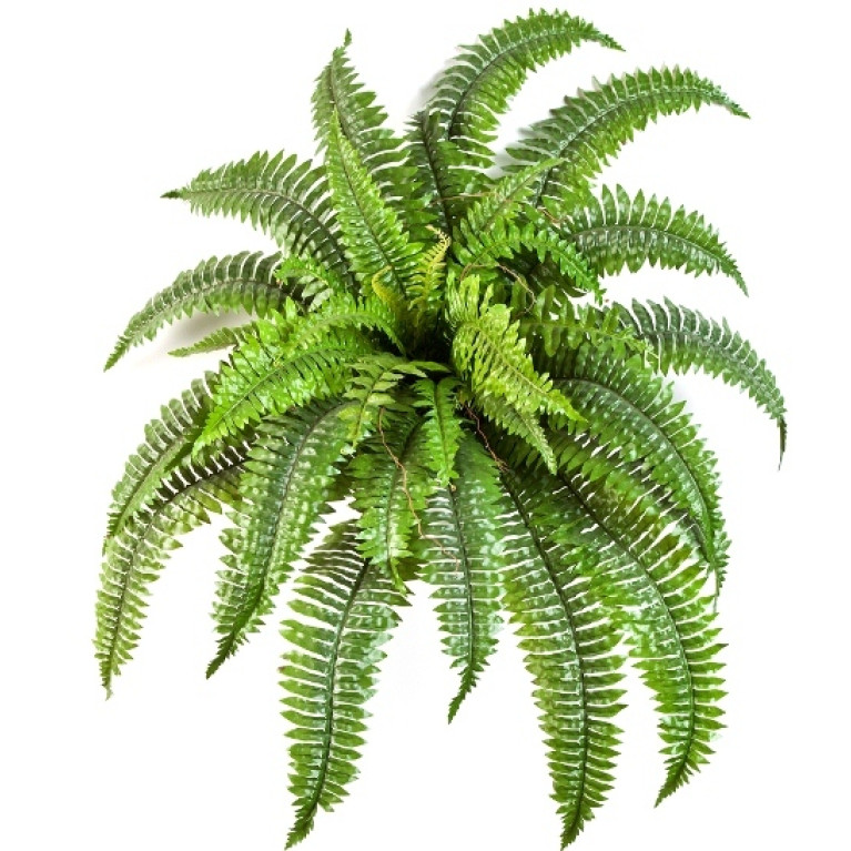 Kunstplant Boston Varen 75 cm