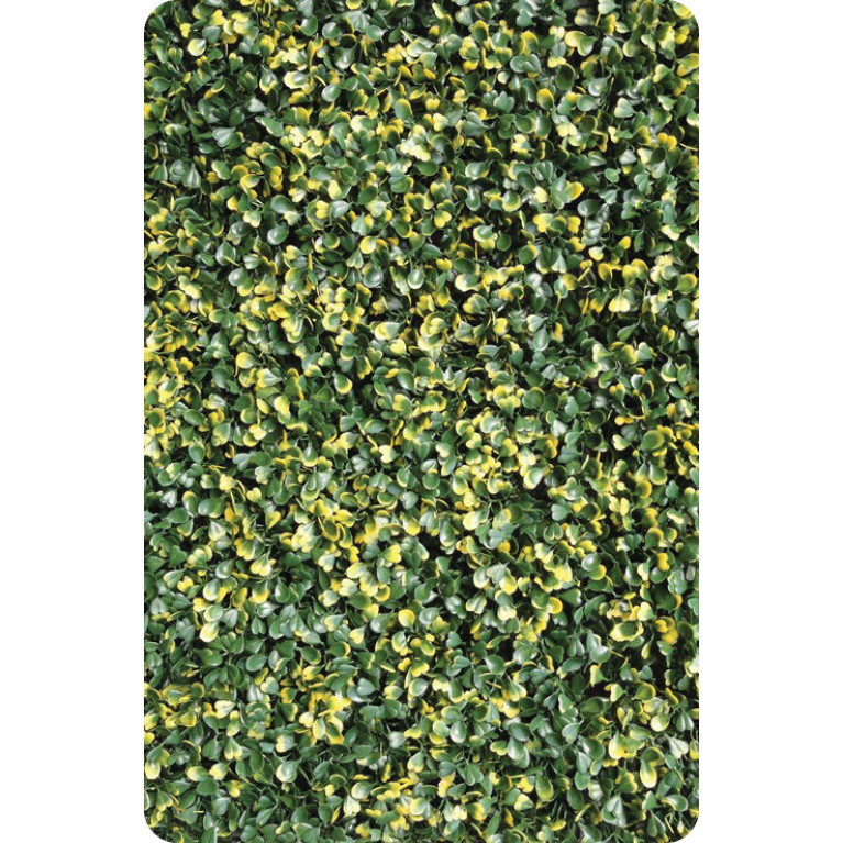 Buxus Fijn Bont hoofdfoto