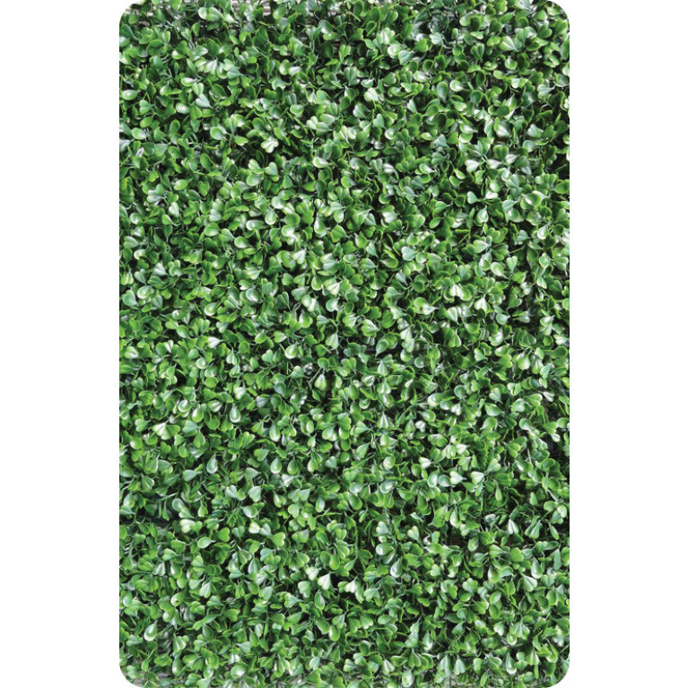 Buxus Fijn hoofdfoto