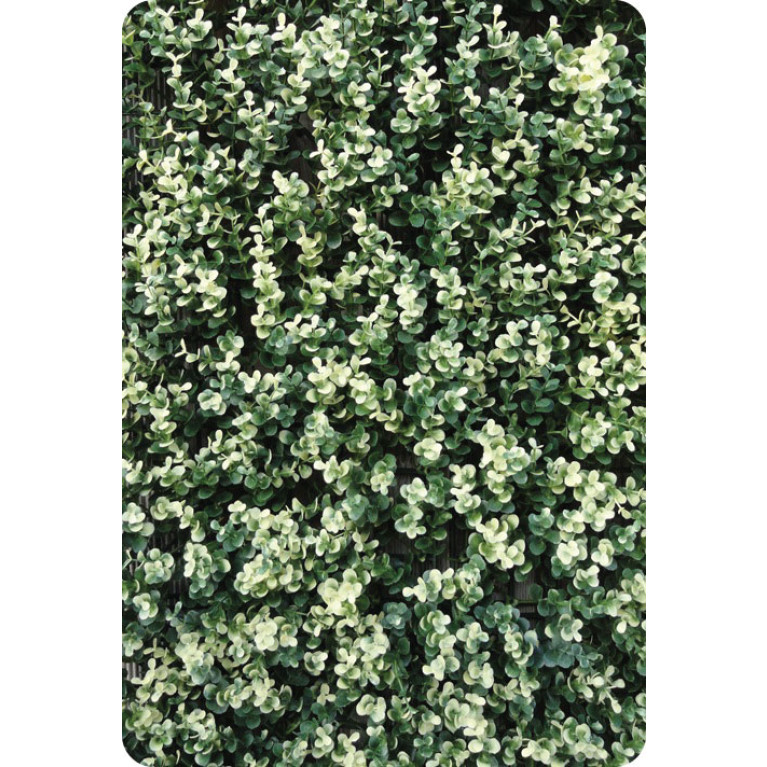 Buxus Grof Bont hoofdfoto