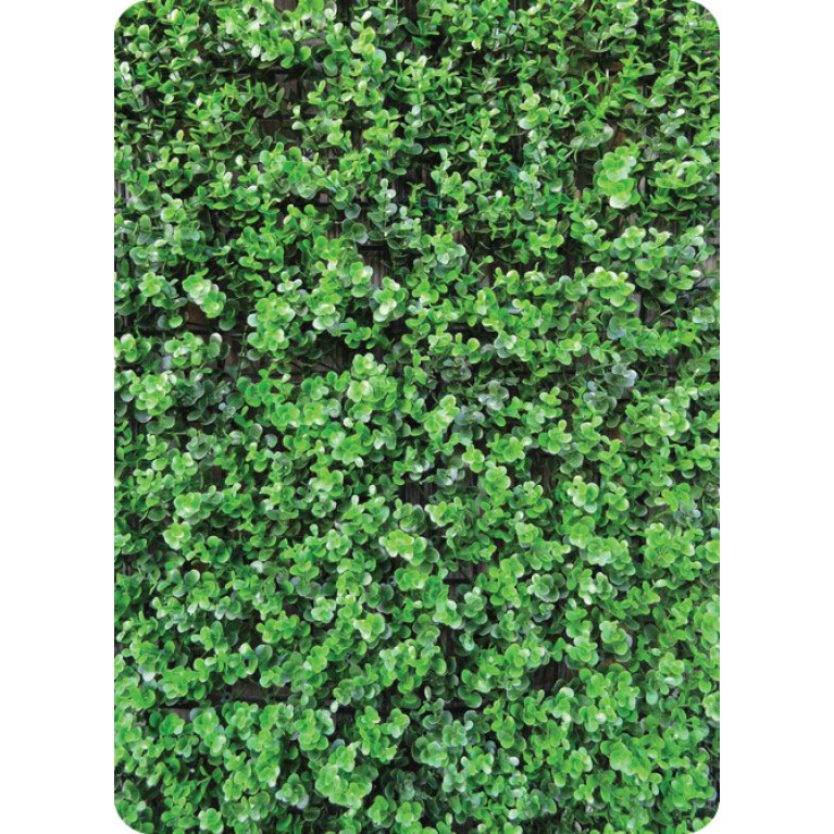 Buxus Grof hoofdfoto