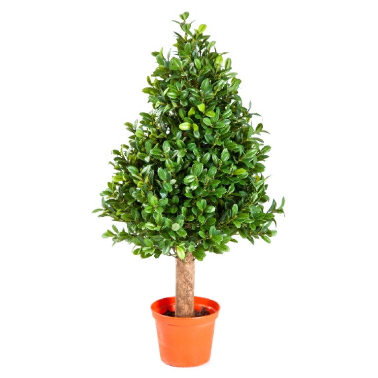 Kunstplant Buxus Piramid 50 cm