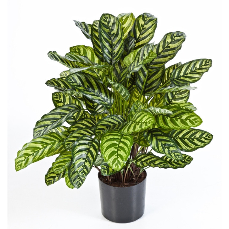 Kunstplant Calathea Groen Deluxe 80 cm