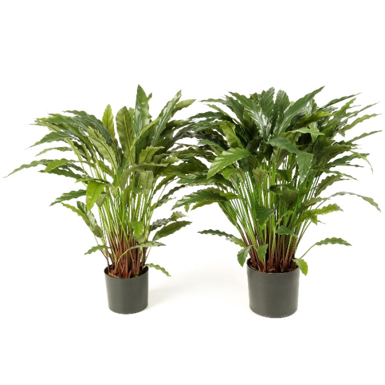 Calathea Standaard - Deluxe 85 cm