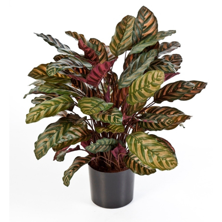 Kunstplant Calathea Rood Deluxe 80 cm