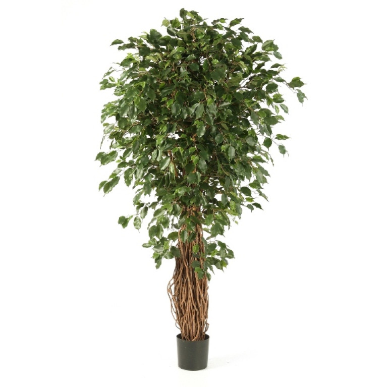 Kunstplant Ficus Liana Exotica 240 cm