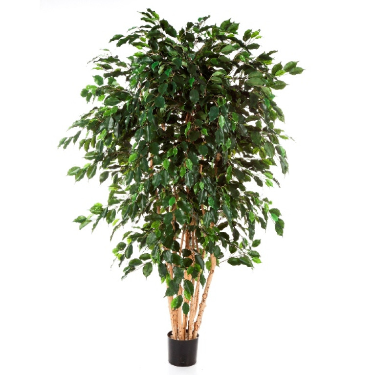 Kunstplant Ficus Multi 240 cm