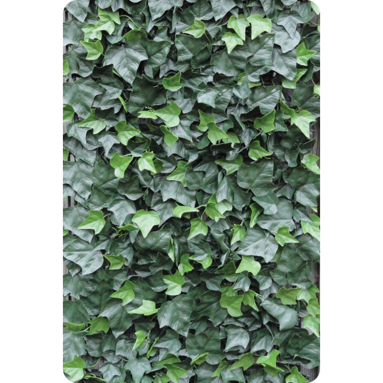 Hedera Helix hoofdfoto