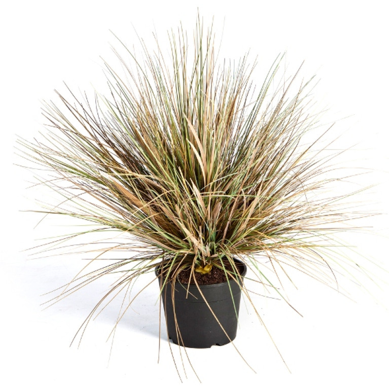 Kunstplant Onion Gras Herfst 65 cm