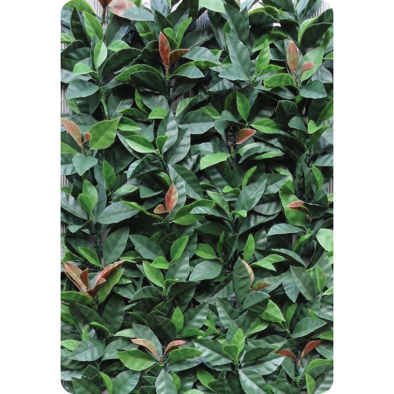 Photinia Red Robin hoofdfoto