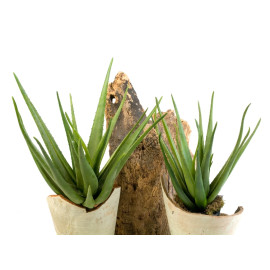 Aloë Planten 70 cm en 55 cm