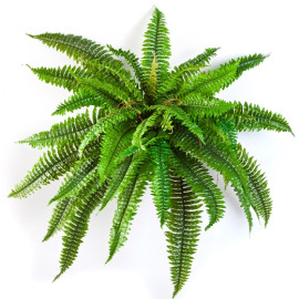 Kunstplant Boston Varen 80 cm