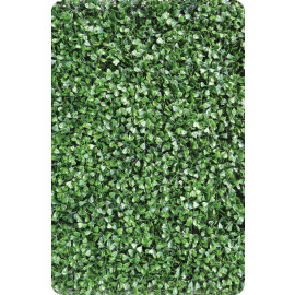 Buxus Fijn hoofdfoto