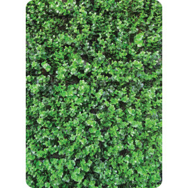 Buxus Grof hoofdfoto