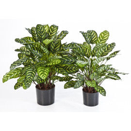 Kunstplant Calathea Groen Deluxe - Standaard