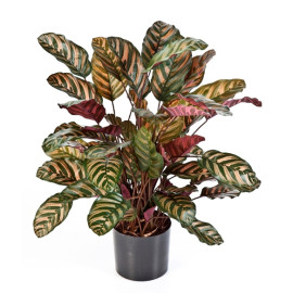 Kunstplant Calathea Rood 80 cm