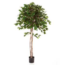 Kunstplant Ficus Umbrella 210 cm