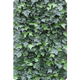 Hedera Helix hoofdfoto