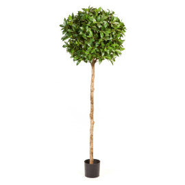 Kunstplant Laurier Bal Deluxe 170 cm