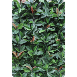 Photinia Red Robin hoofdfoto