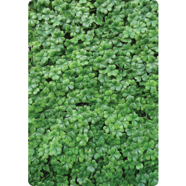 Sedum Saxifraga hoofdfoto