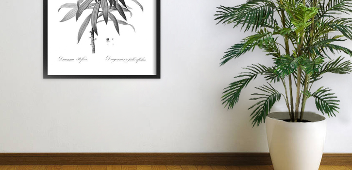Populairste Kunstplanten