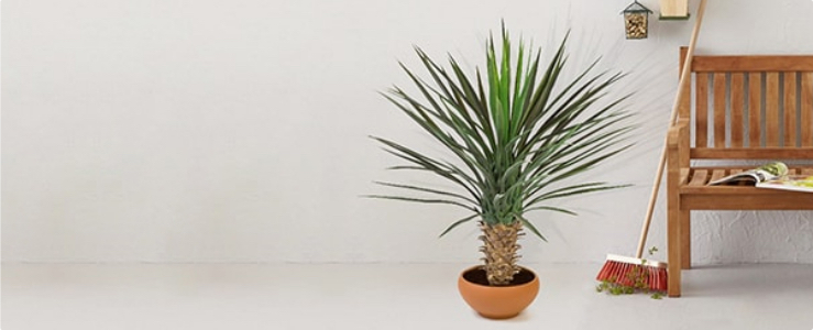 Plastic Buitenplant Banner