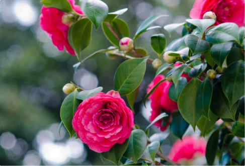 Kunstplanten met Bloem