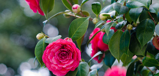 Kunstplant planten_met_bloemen