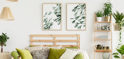 Categorie Ficus