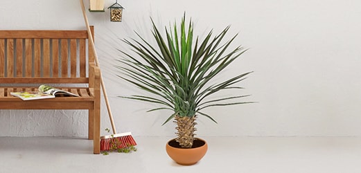 Kunstplanten voor Buiten