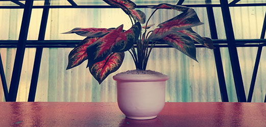 Categorie Planten Struiken
